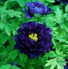 Peonies flower seeds for sale Peonies flower seeds for sale  Goldsboro