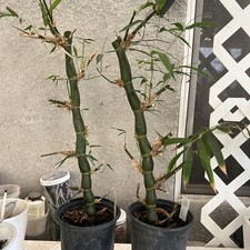 Buddha belly bamboo for sale  Porterville
