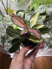 Hoya tricolor pianta usato  Rosa