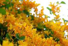 Lonicera mandarin honeysuckle for sale  Jasper