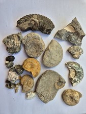 Assorted ammonites fragments for sale Assorted ammonites fragments for sale  NORWICH