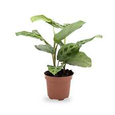 Maranta leuconeurav kerchovean for sale  CREDITON