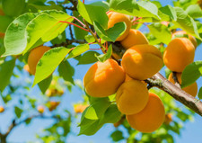 Apricot trees rooted for sale  Saint Louis