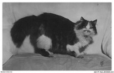 Ashp7 0382 chat d'occasion  France