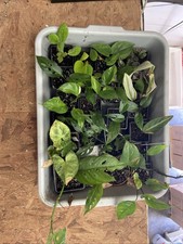 terrarium vivarium for sale terrarium vivarium for sale MIRFIELD