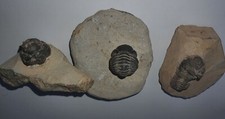 Lot phacops fossilisés d'occasion  France