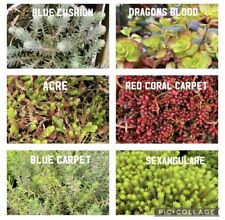 Mix sedum 15x for sale  TAUNTON