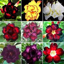 100 mixed color for sale 100 mixed color for sale  Russell