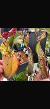 Nepenthes maxima wavy for sale  WOLVERHAMPTON