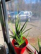 Conjunto de plantas frescas de aloe vera – desenraizadas nuas (3 plantas saudáveis) 18-24" FOLHAS, usado comprar usado  Enviando para Brazil