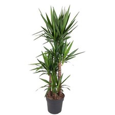 Riesen palmlilie yucca gebraucht kaufen  Düsseldorf