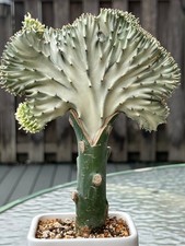 Large euphorbia lactea for sale  New York