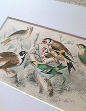 Original antique lithograph for sale Original antique lithograph for sale  NEWCASTLE UPON TYNE