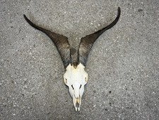 Real catalina goat for sale  Buffalo