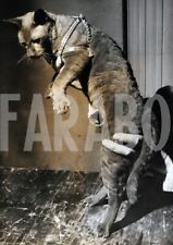 Vintage gatto con usato  Roma
