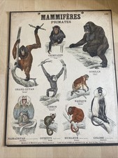 Planche scolaire d'occasion  Lyon II