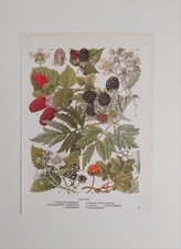 Loganberry blackberry vintage for sale  BIRKENHEAD