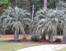 Seeds jelly pindo for sale  Tifton