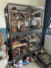 Aventura rat ferret for sale  WAKEFIELD