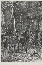 Rebanho de veados com 10 pontos Buck in Forest, linda estampa antiga grande da década de 1880 comprar usado  Enviando para Brazil