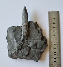 Large belemnite yorkshire. for sale  MARGATE