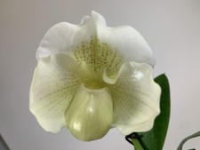 Orchidee paphiopedilum mrs d'occasion  Bischoffsheim