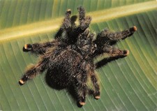 973 guyane francaise d'occasion 973 guyane francaise d'occasion  France