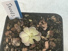 Pinguicula jannes for sale  ROTHERHAM