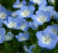 Baby blue eyes for sale  Berwyn