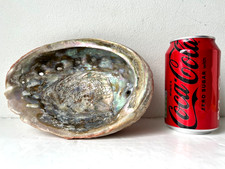 19.5cm abalone sea for sale  LONDON
