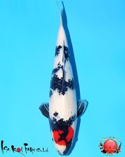 Imported japanese koi for sale  La Center