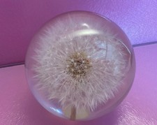 Hafod grange dandelion for sale  BOSTON