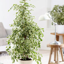 100cm ficus benjamina for sale  UK