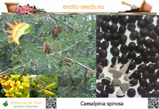 Caesalpinia spinosa rothülsen gebraucht kaufen  Dresden