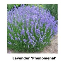 Lavender phenomenal pot for sale  Danielson