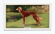 Saluki 1938 dogs for sale  COLEFORD