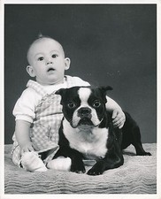 Boston terrier 1950 d'occasion  Expédié en Belgium