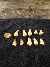Elk ivory teeth for sale  Idaho Falls