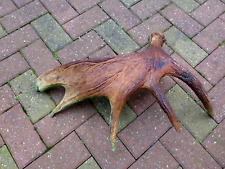 Moose antler home for sale  WALLASEY