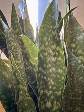 Pcs snake plant for sale  Clearwater