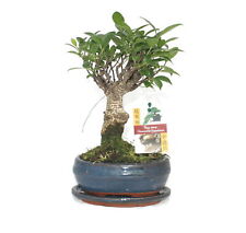 Bonsai chinesischer feigenbaum gebraucht kaufen  Zweibrücken