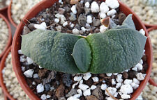 Gasteria armstrongii plante d'occasion  Servian