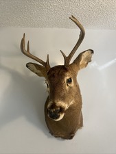 Deer mount western for sale  Hickory