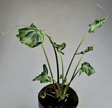 Alocasia teletubbie rhizome gebraucht kaufen  Bielefeld