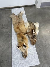 Coyote tanned fur for sale  Kaysville
