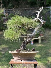 Japanese yamadori red d'occasion  Expédié en Belgium