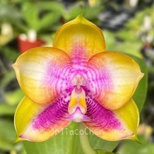 Phal. ms for sale  Hilliard