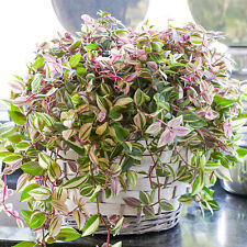 Tradescantia quadricolor 25cm for sale  UK