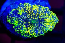 Yellow yuma mushroom for sale  Placentia