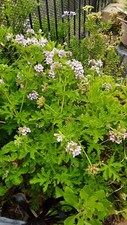 Geranium sented pelargonium for sale  Oceanside